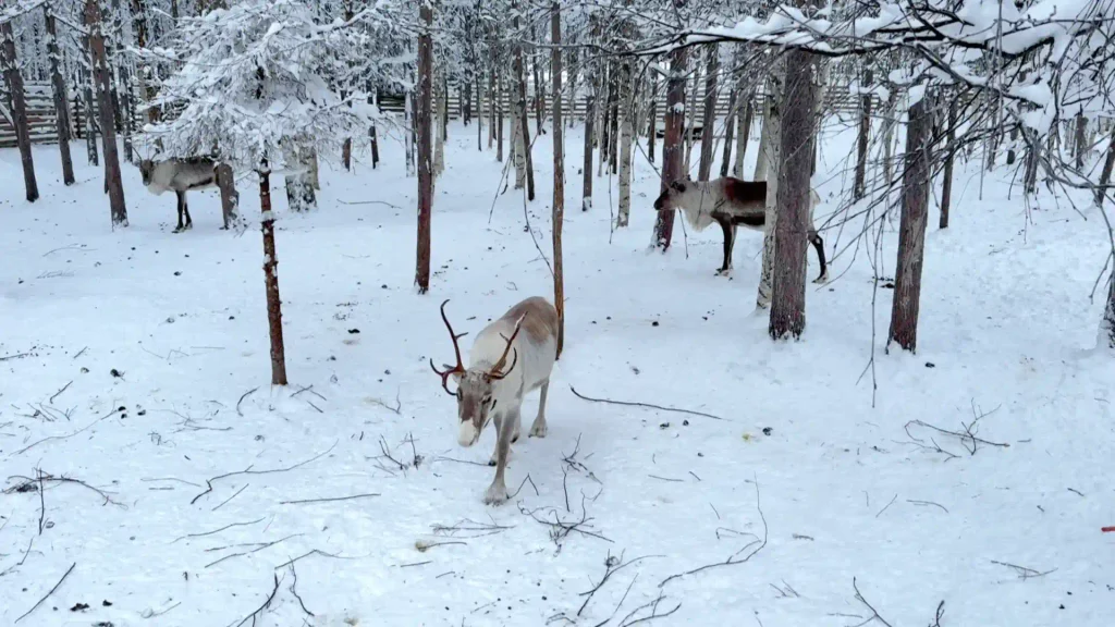 finland reindeer
