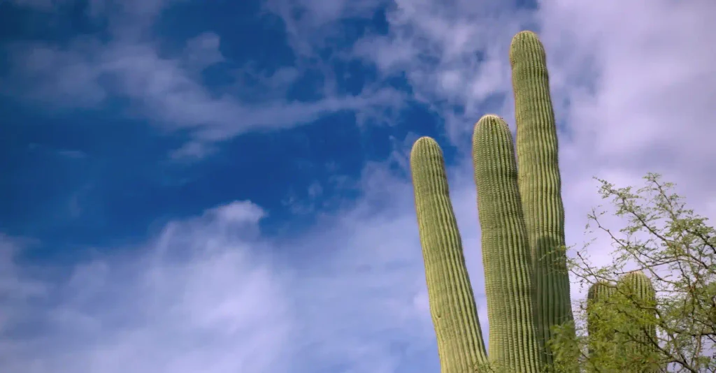 National parks in Phoenix